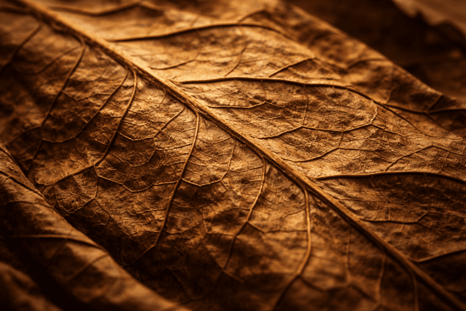 Tobacco leaf macro